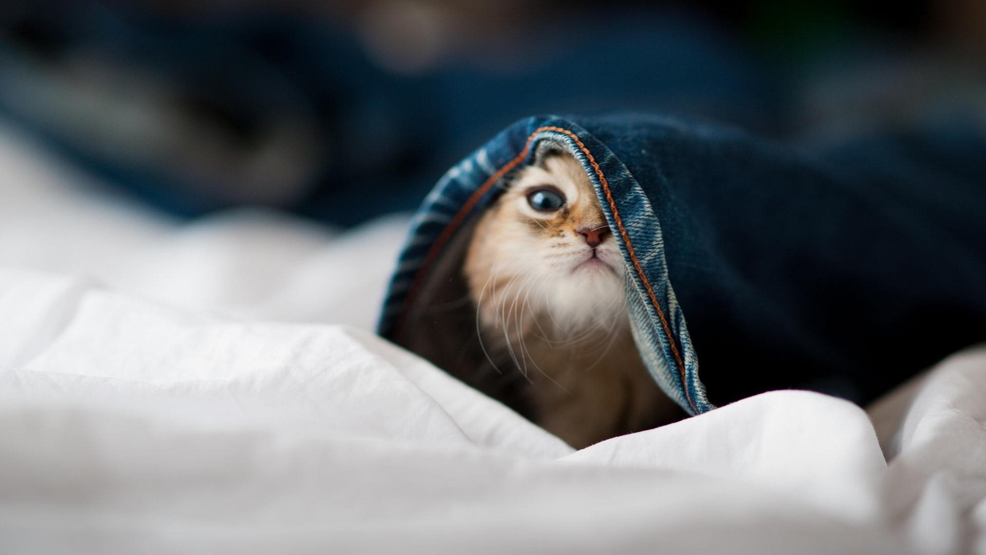 “场外精彩：明星球员的温馨生活瞬间”，明星球员足球