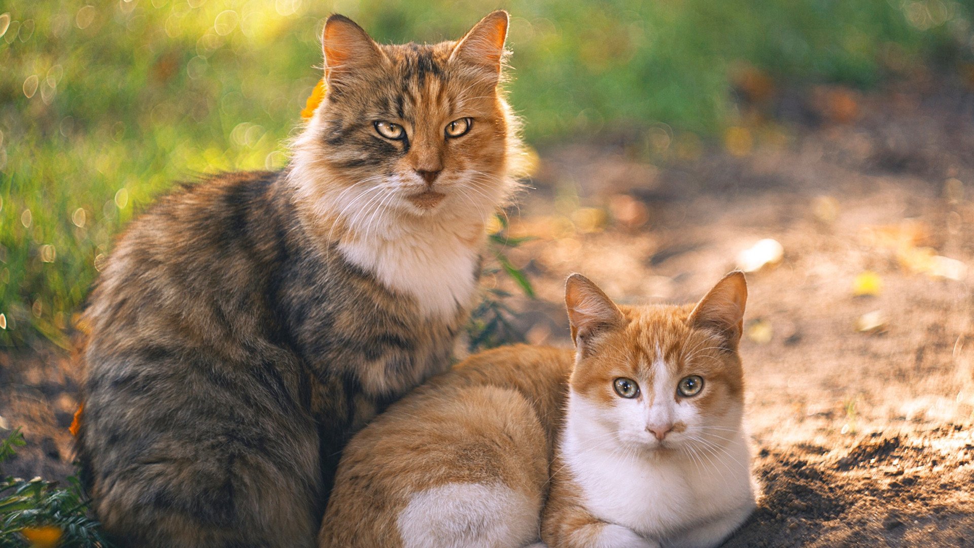 《电竞是如何成为新一代年轻人的精神寄托的》,电竞如何发展
