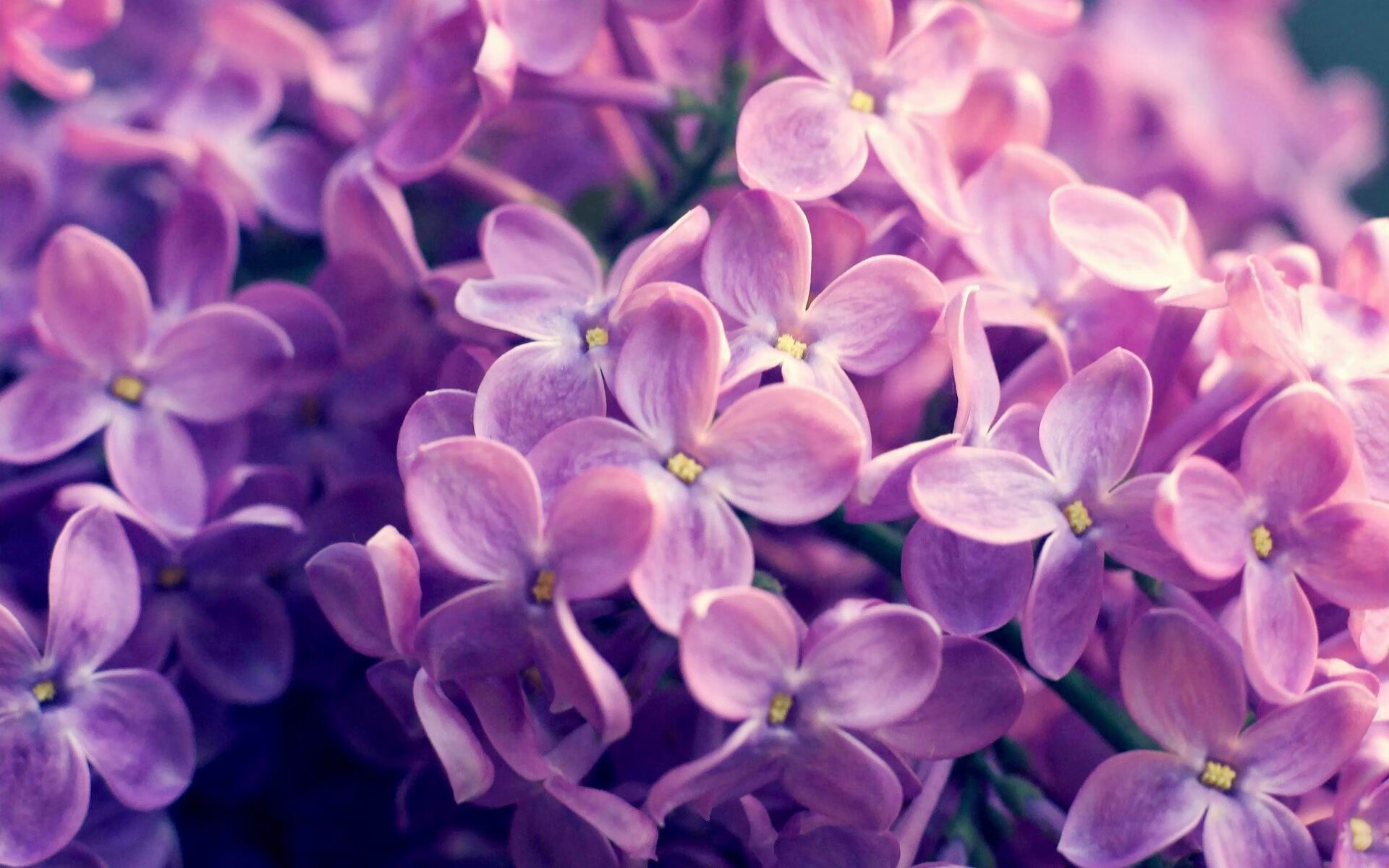 最热情的球迷团体:他们把比赛变成节日的狂欢,球迷氛围最好的球队