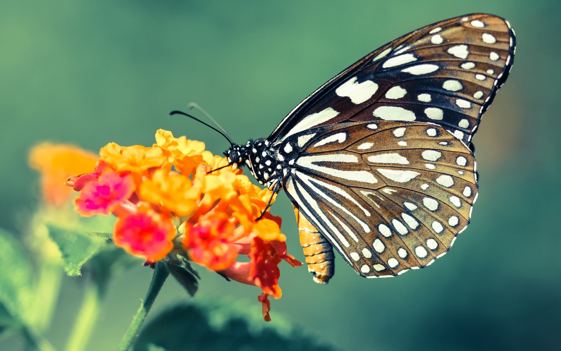 篮球文化节活动吸引大量篮球爱好者,篮球活动宣传标语