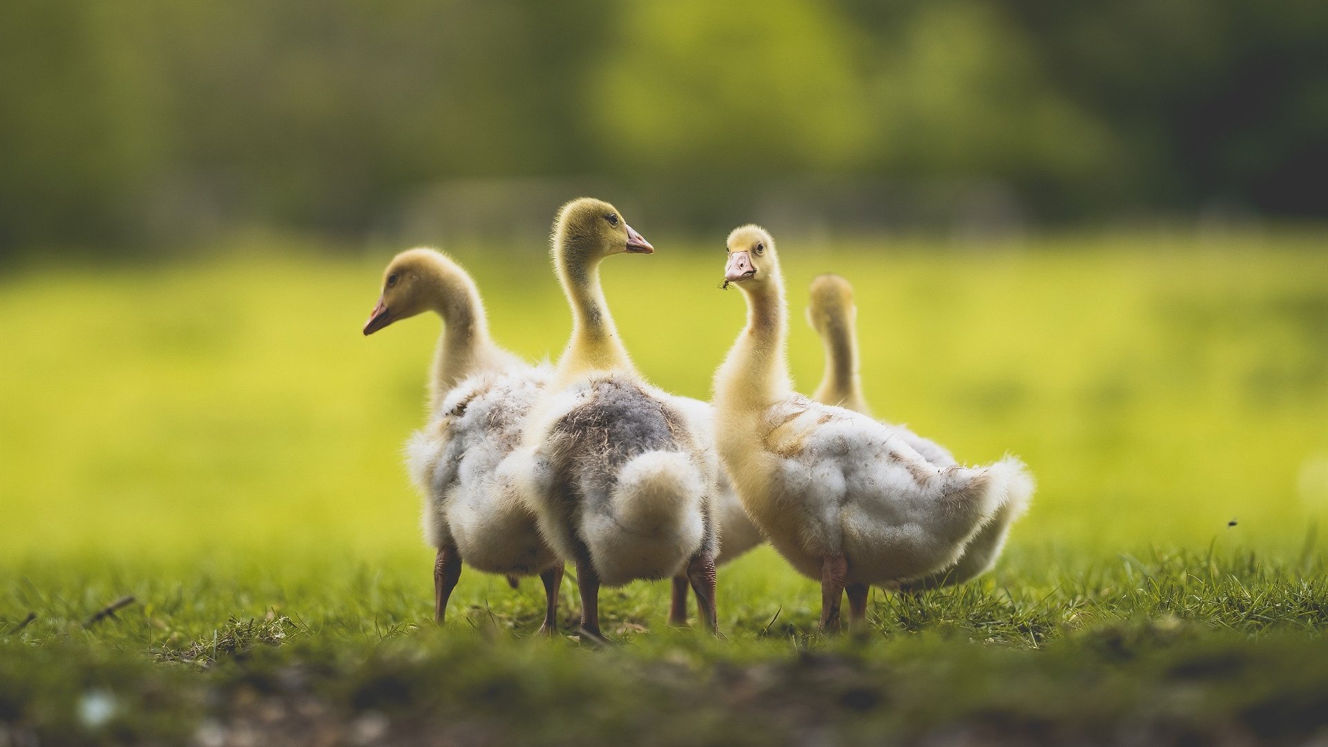 青少年裁判员培训体系不断优化，公平公正保障强化，青少年足球裁判员培训