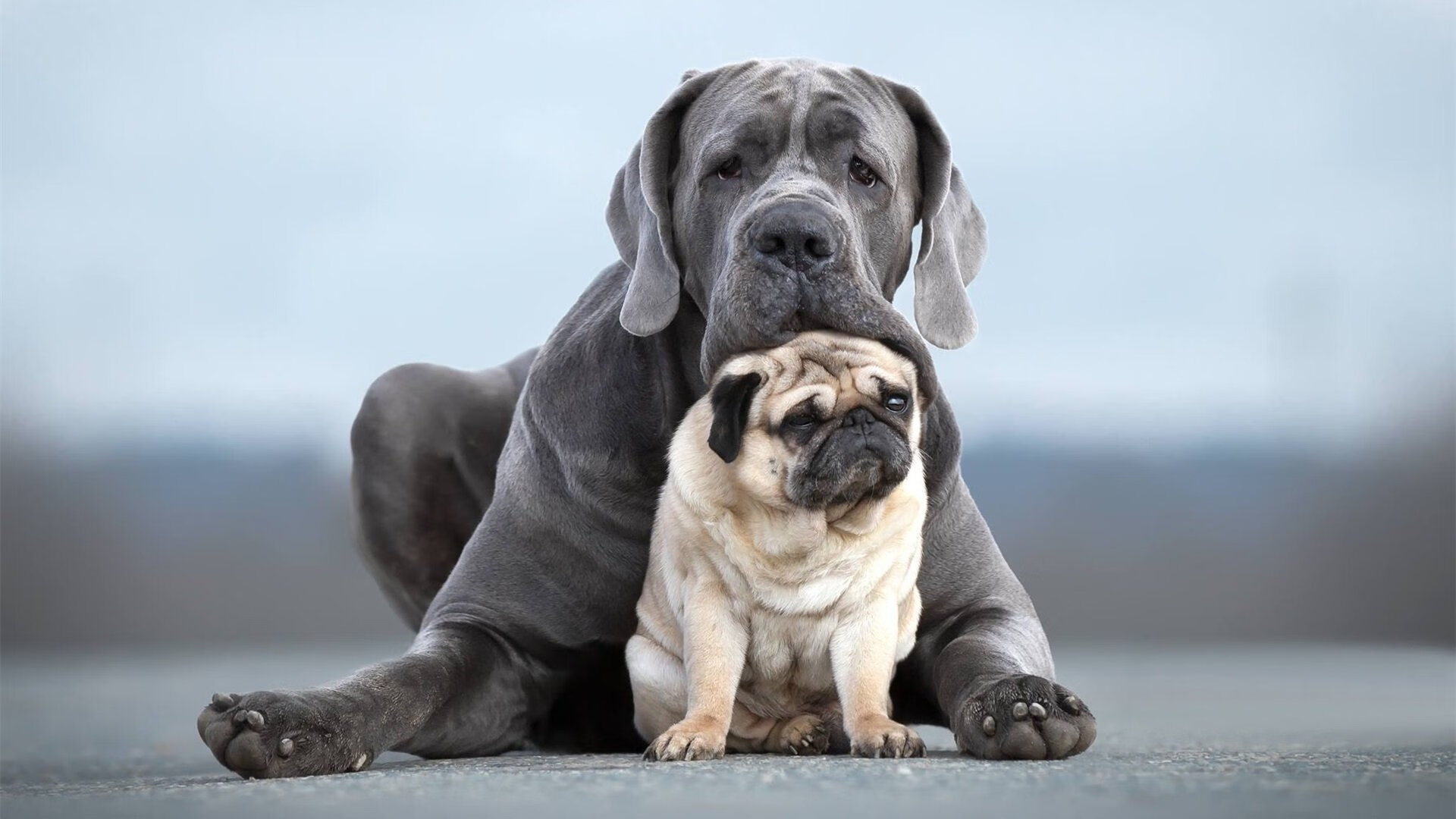 巴利亚多利德客场失利,前路难测,巴利亚多利德 vs 马德里竞技