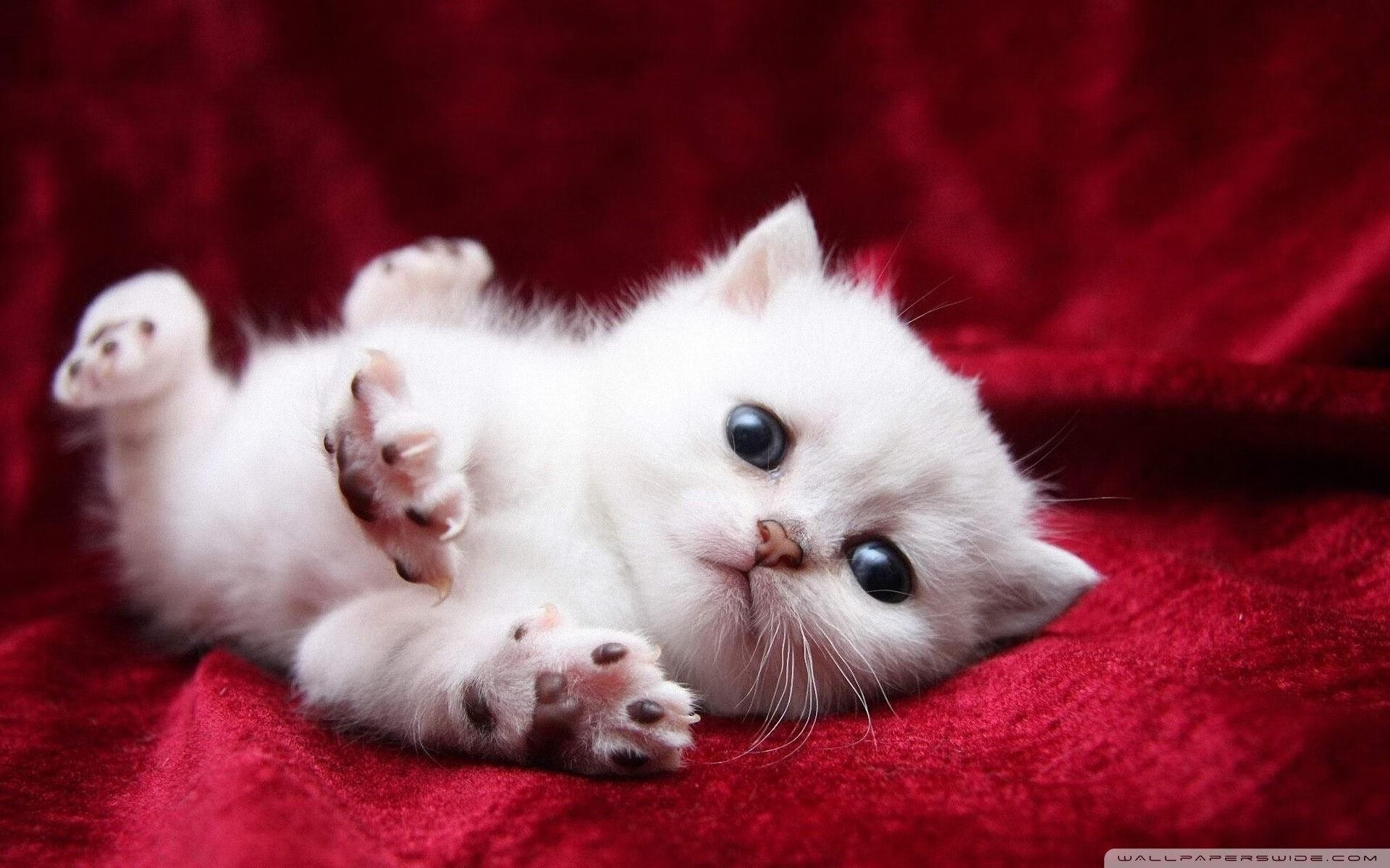 巴塞罗那为荷兰王忙,欧冠之路何去何从,巴塞罗那被逆转的欧冠比赛