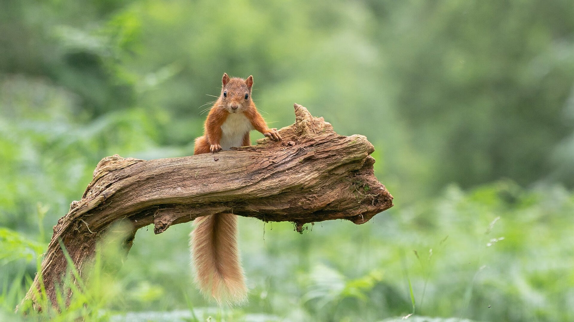 强队应对弱队死守是否需要更多战术预案,弱队和强队之间的比赛,结果往往不言而喻