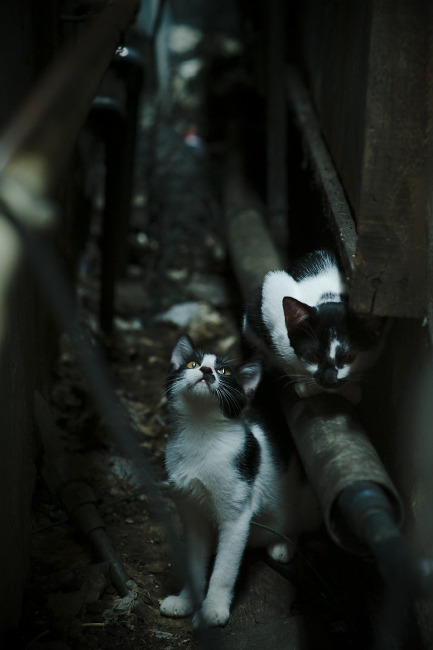 挑战者接受考验,勇往直前向着荣誉冠军冲击!,挑战者的挑战