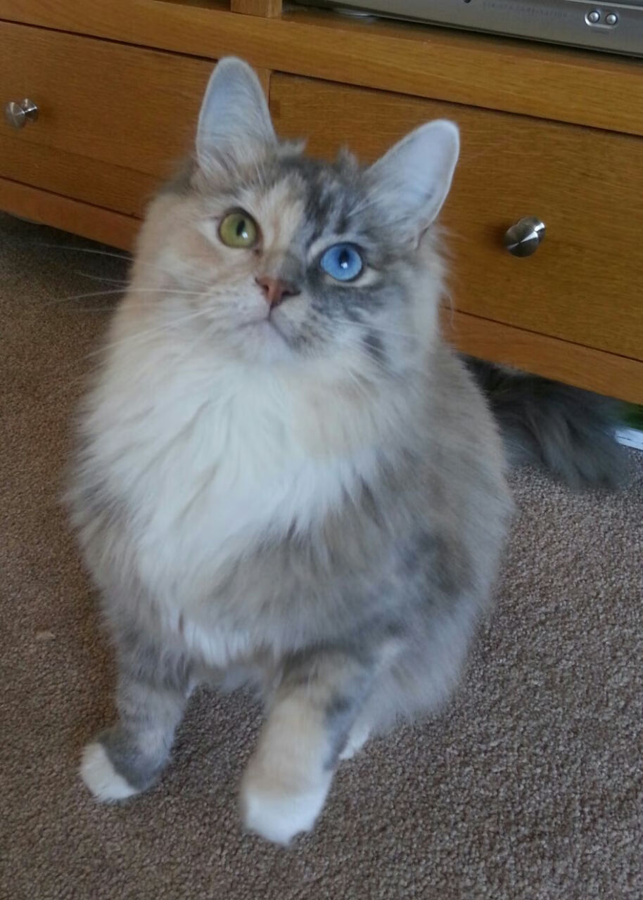 爱游戏app-挑战重重，亚冠比赛彰显团队实力，亚冠冠军是谁