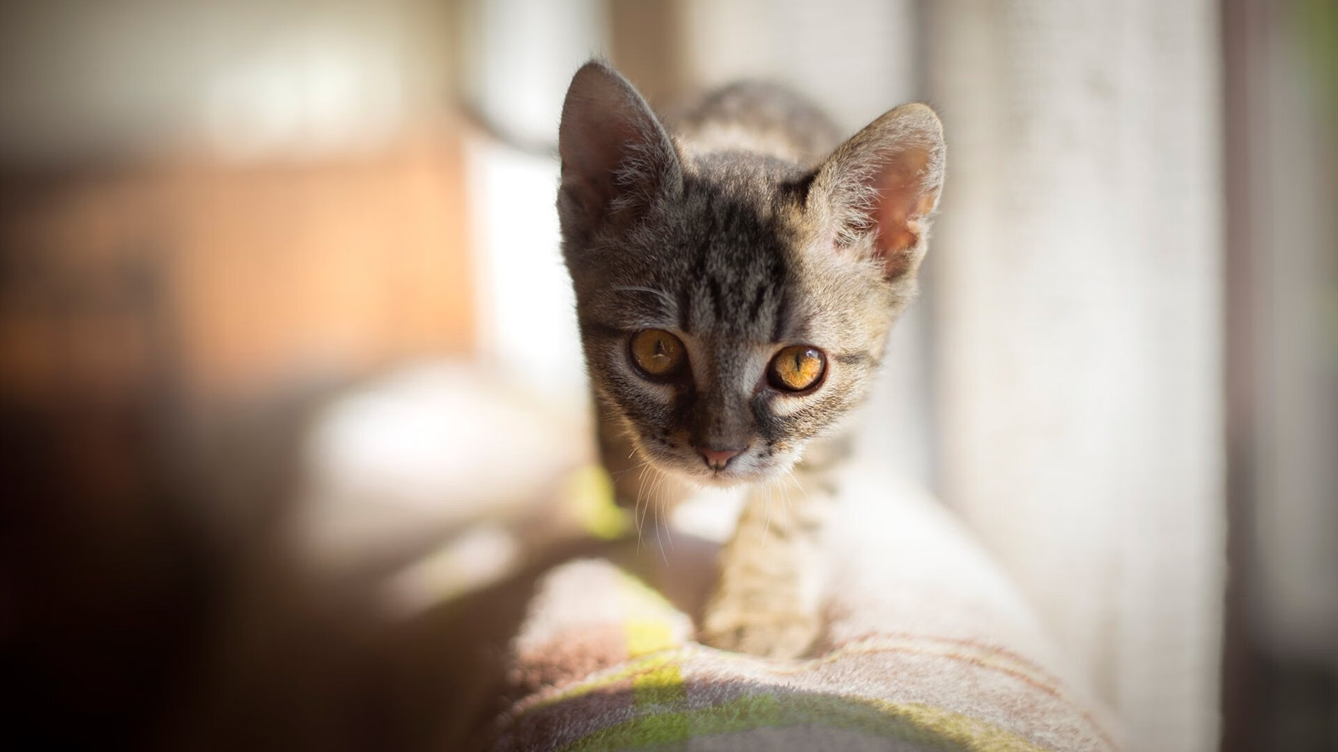 泰国队士气高涨,为荣誉而拼搏,泰国队第几个出场