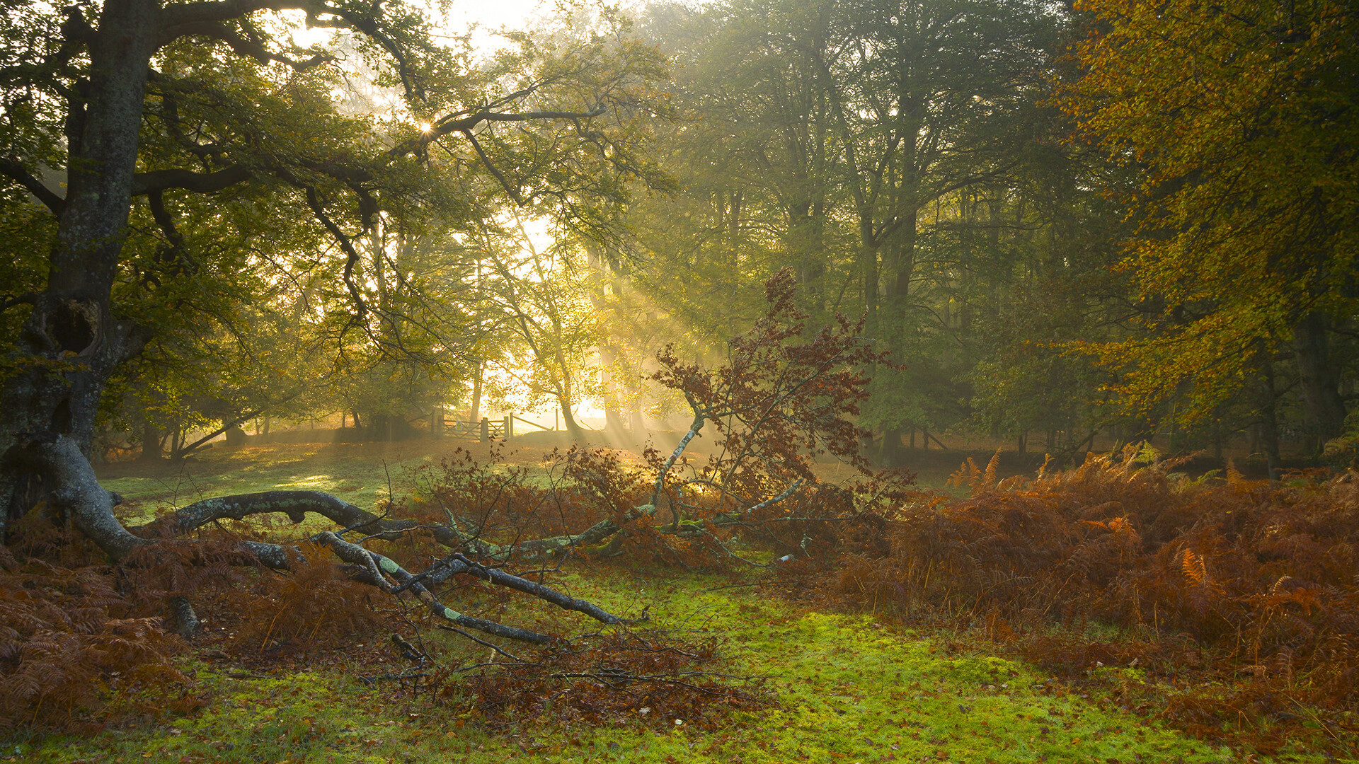 纽卡斯尔联反击锐利,喜鹊军团继续冲击前四,纽卡斯尔联队简介