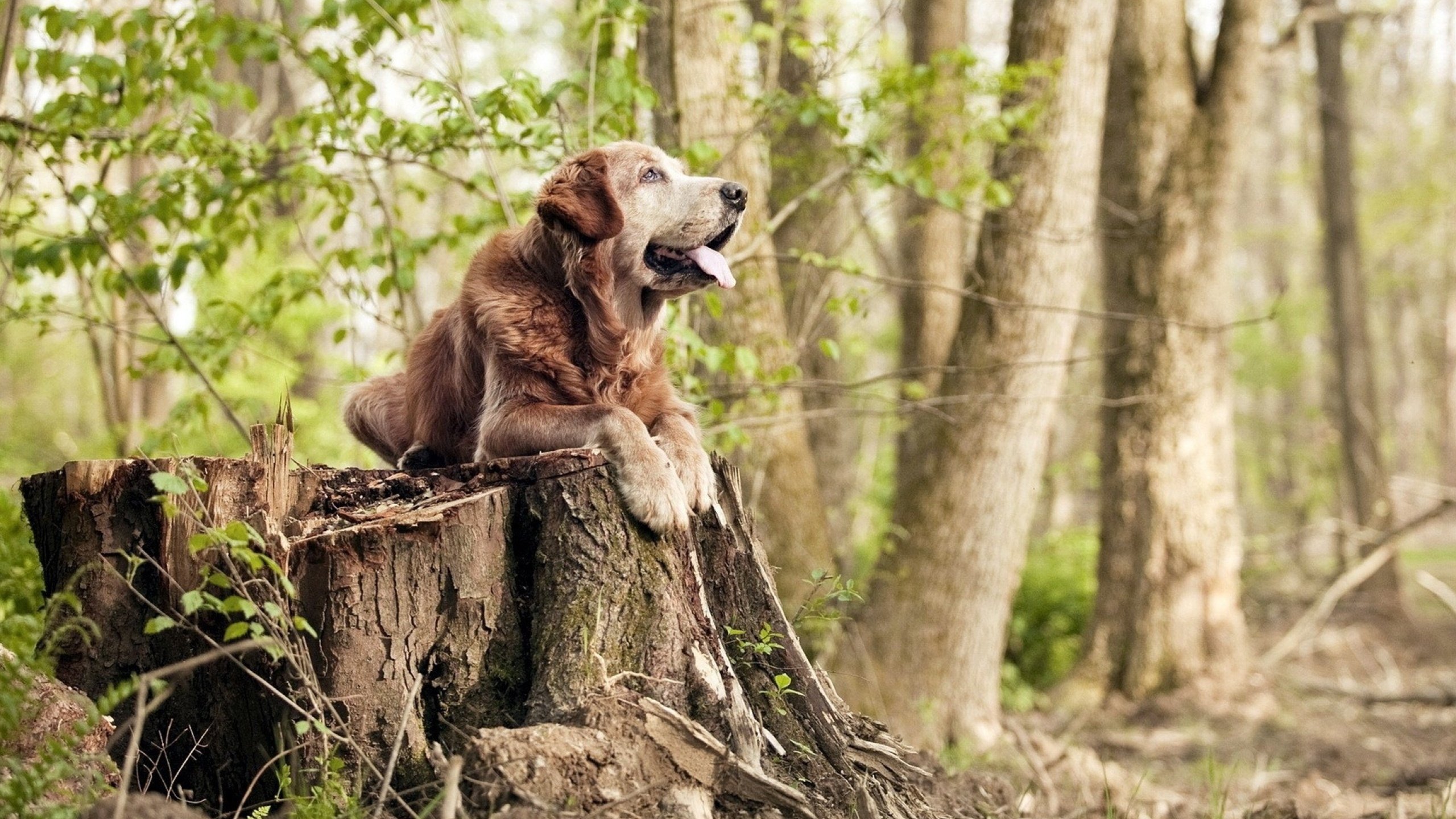 马耳他队大胜晋级!爱沙尼亚队只能望洋兴叹,马耳他对北爱尔兰