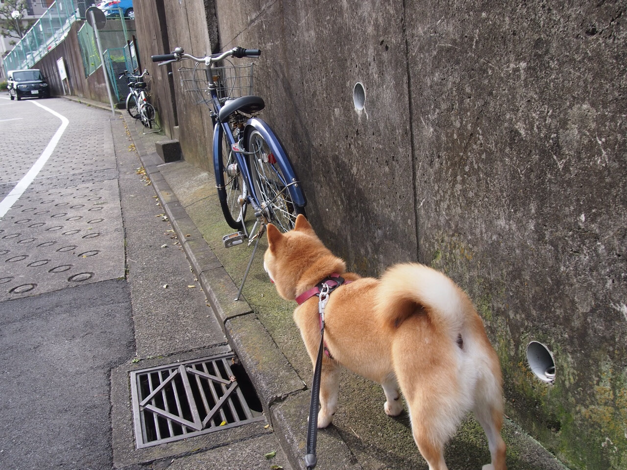 马耳他队大胜晋级!爱沙尼亚队只能望洋兴叹,马耳他对北爱尔兰