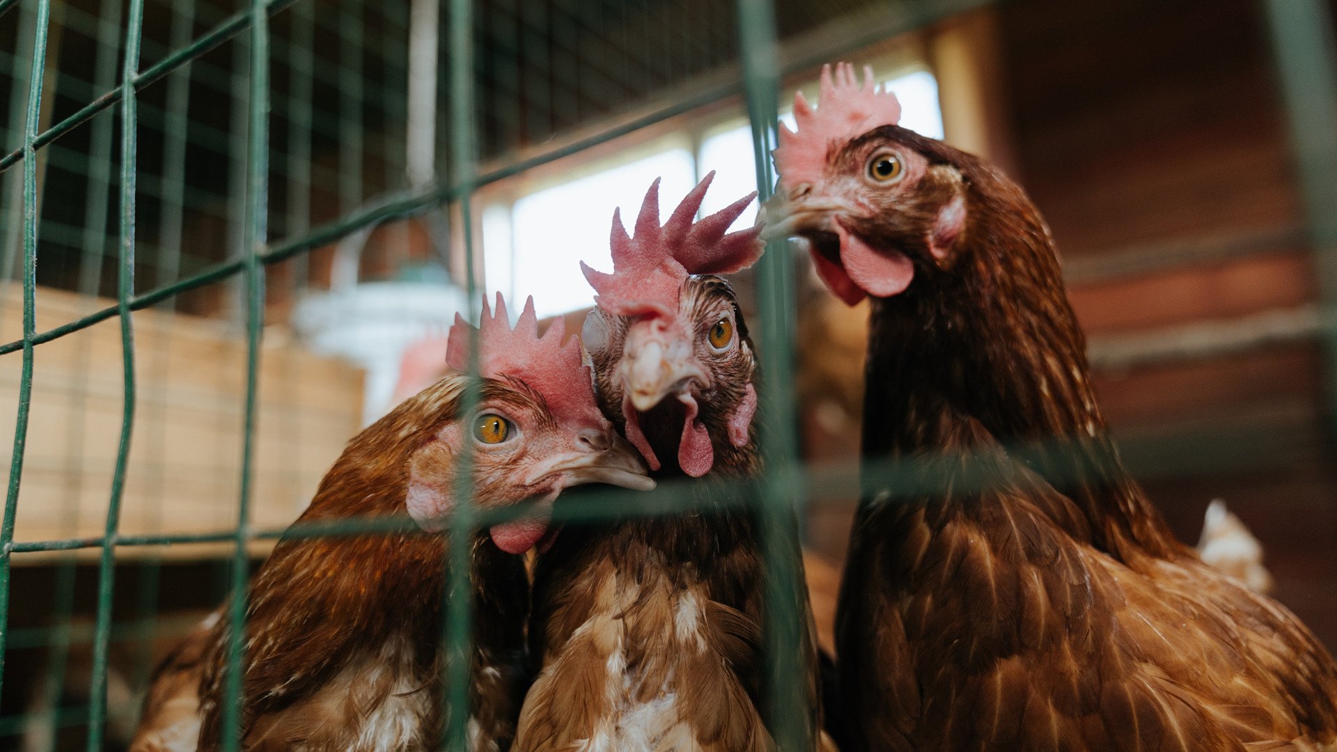 中国篮球联赛球队战术创新及实战应用案例分析,篮球技术创新