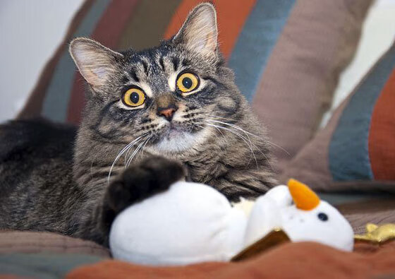 中国篮球联赛球队战术创新及实战应用案例分析,篮球技术创新