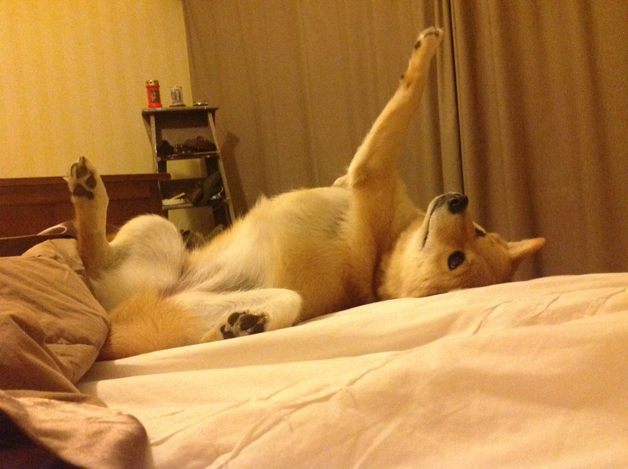 主教练暂停后的节奏恢复策略研究,主教练能不能站起来