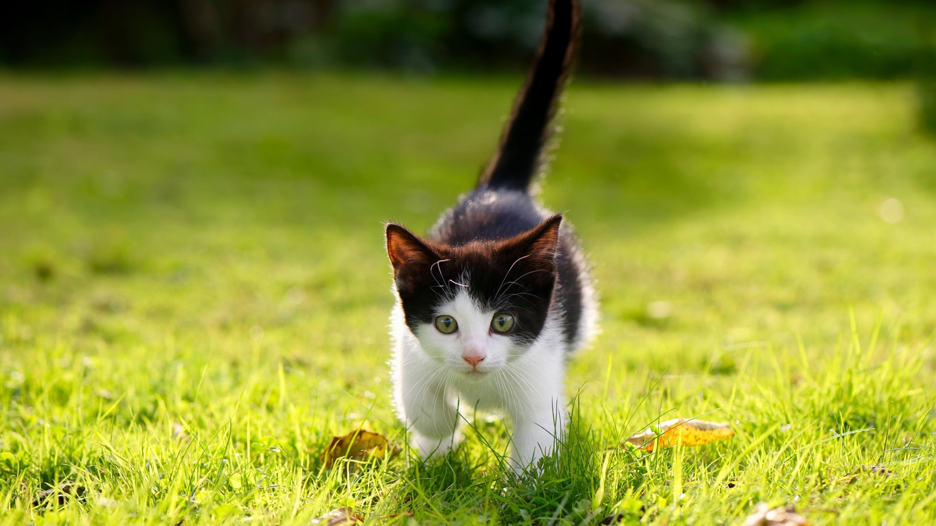 印度队未来发展：注重心理素质培养，提升比赛稳定性，印度队队服