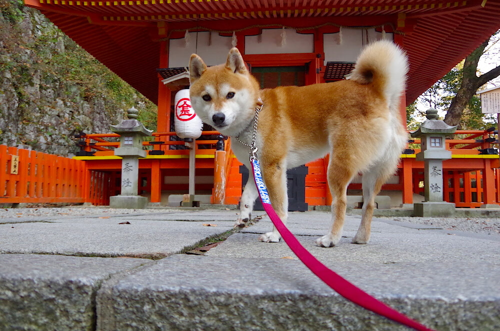 特斯·冯·迪克:南非队的中场灵魂,传球精准,推动全队进攻,冯 斯特拉克