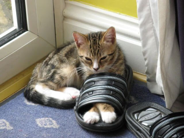 胡贝特·科斯决赛发挥超出预期,胡安贝坦科特