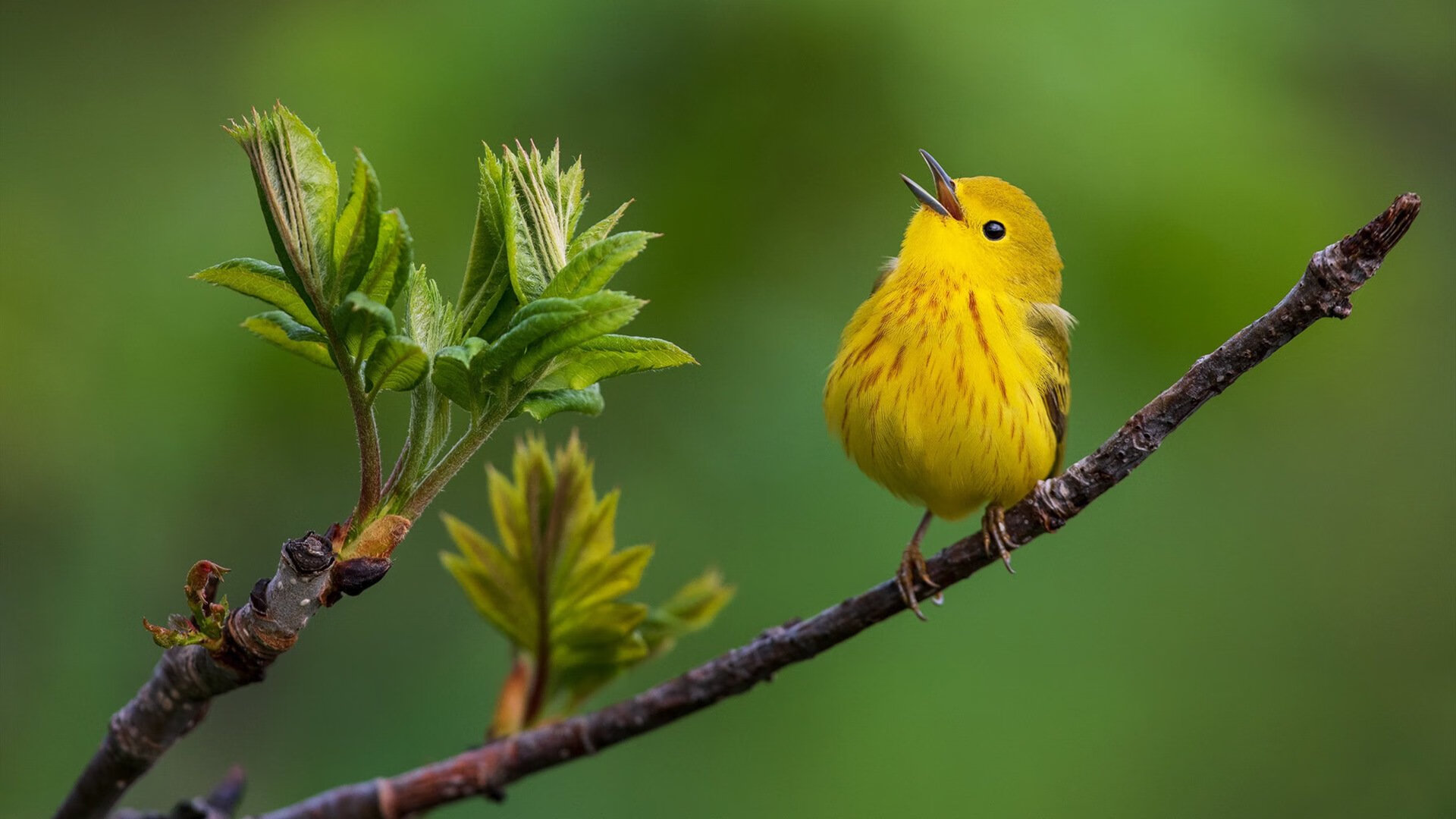英超转会窗最后48小时追踪,英超转会期结束时间